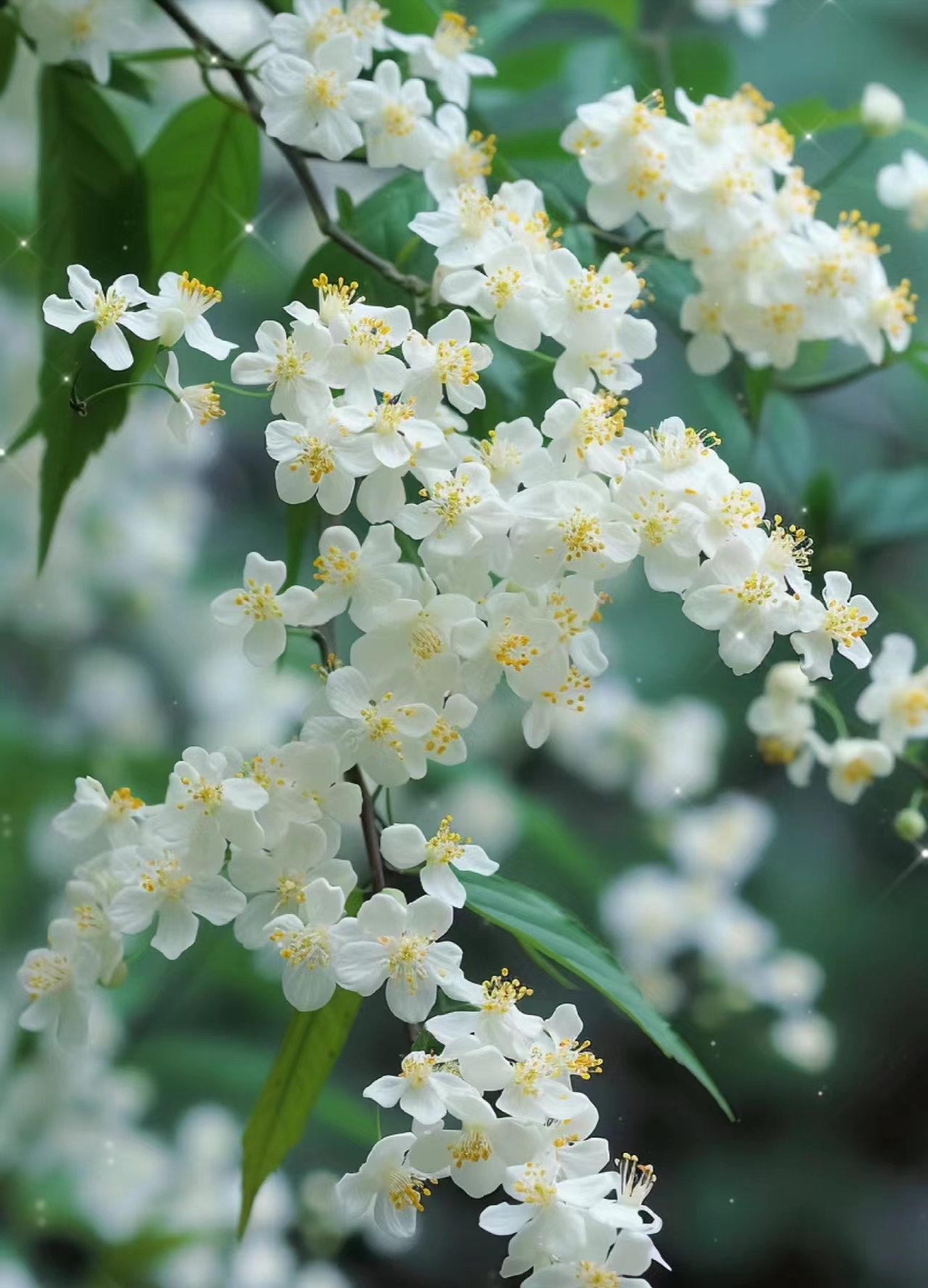 花开有声,花落相惜