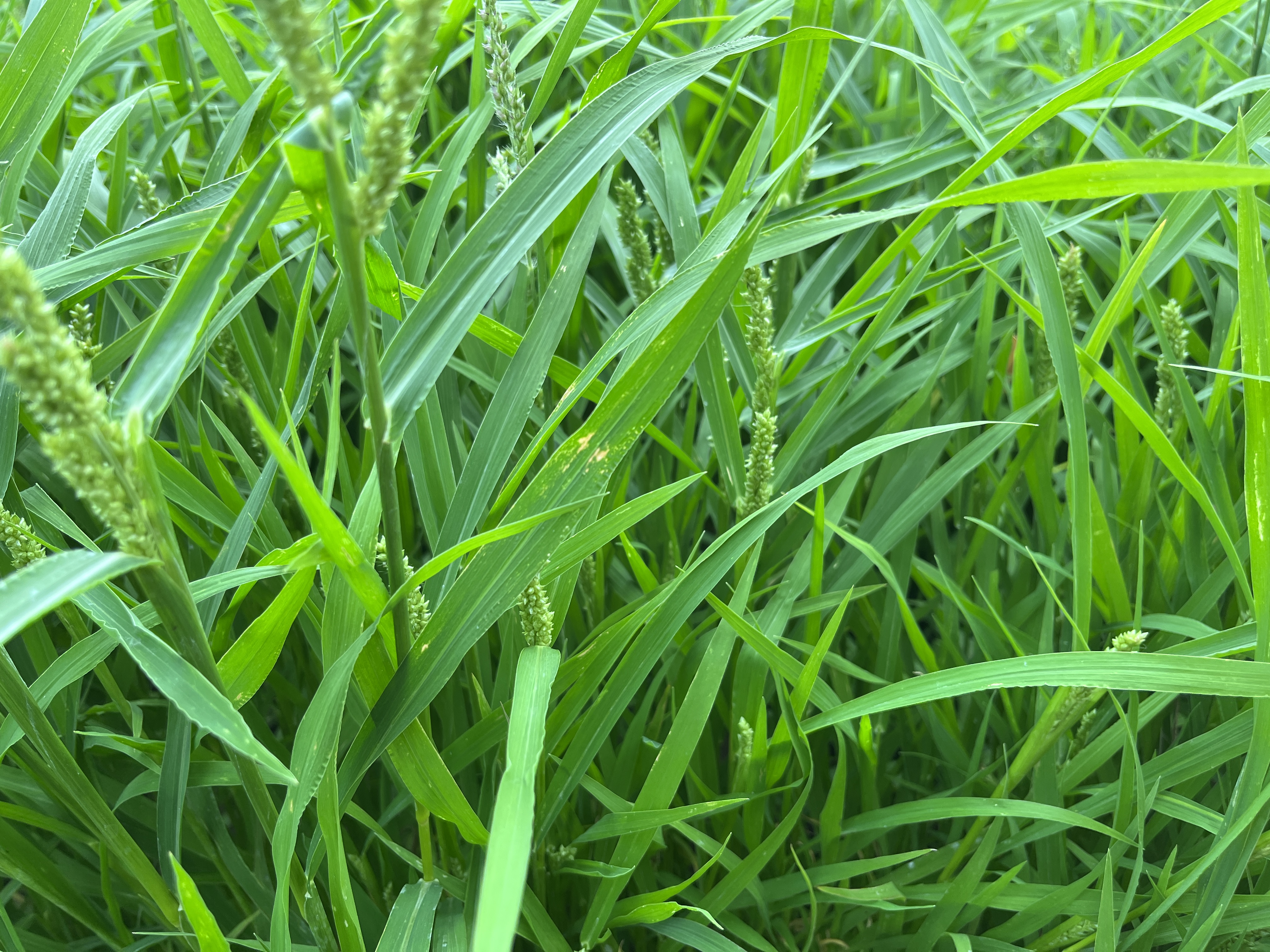 湖南开春养鱼种小米草,30天就能割,生长快,鱼苗爱吃,消化率高