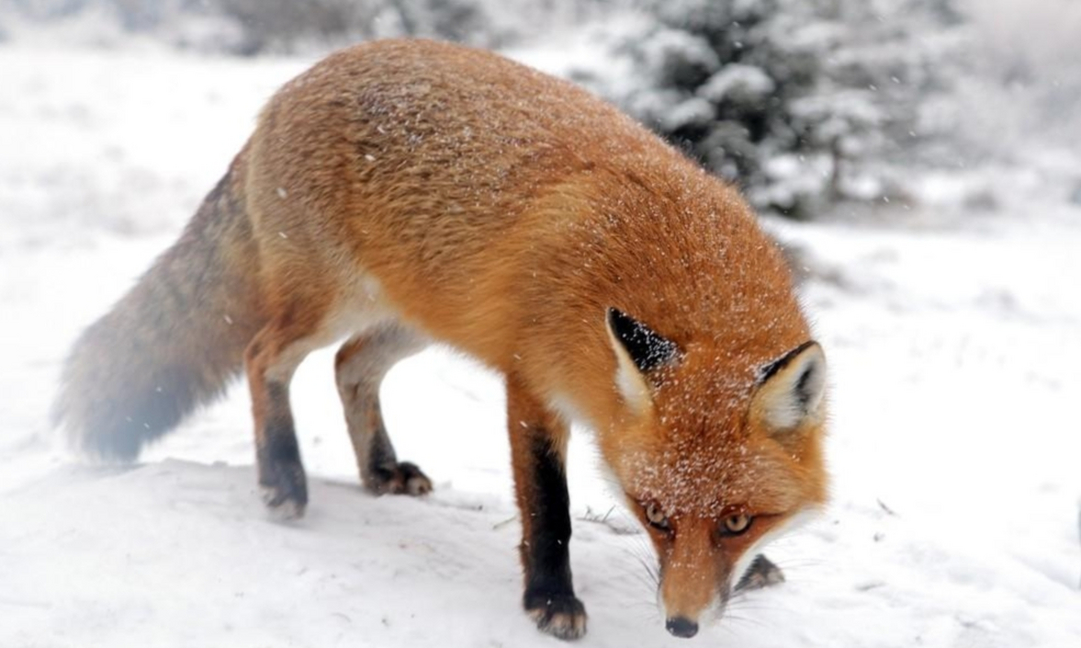 88位"老狐狸"分享了宝贵的人生经验和教训,包括年轻时勇敢追求梦想
