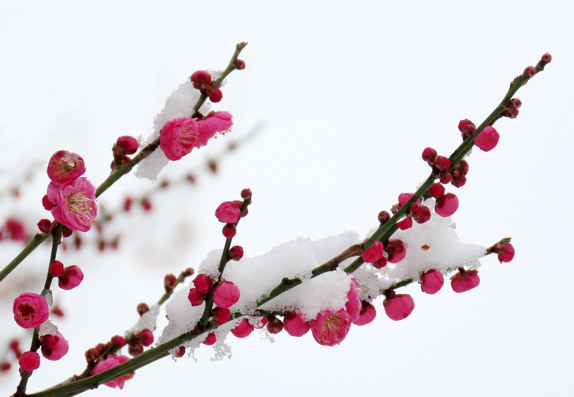 大雪中的梅花图片图片