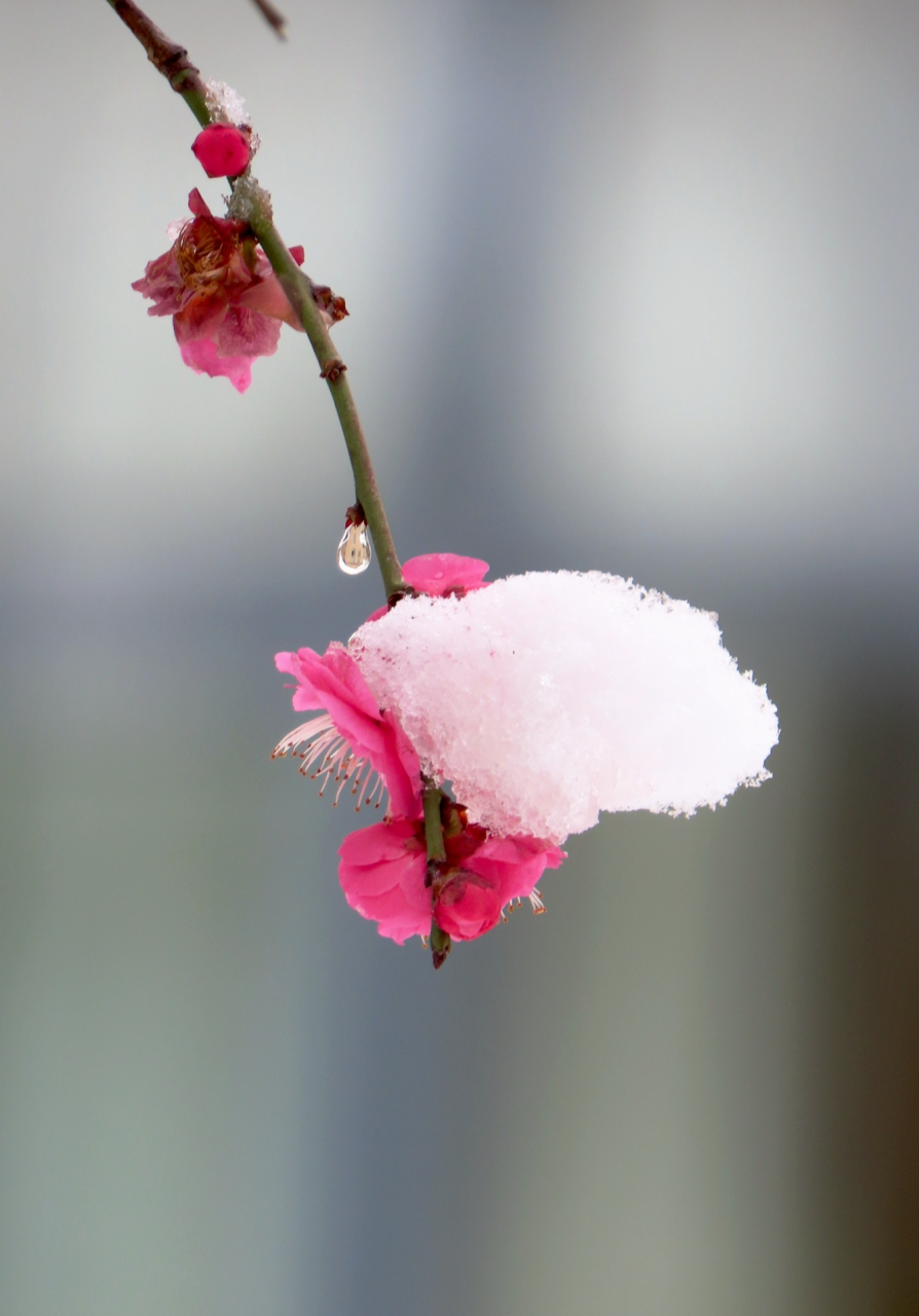 大雪中的梅花图片图片