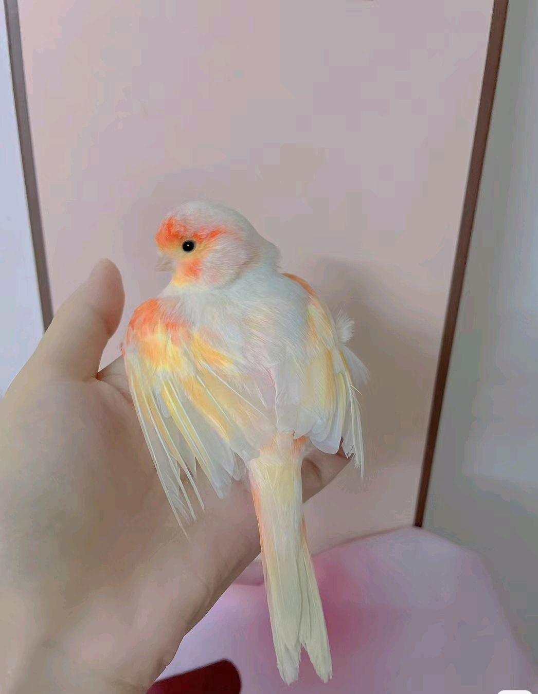 极品玉鸟该有的样子,美图欣赏