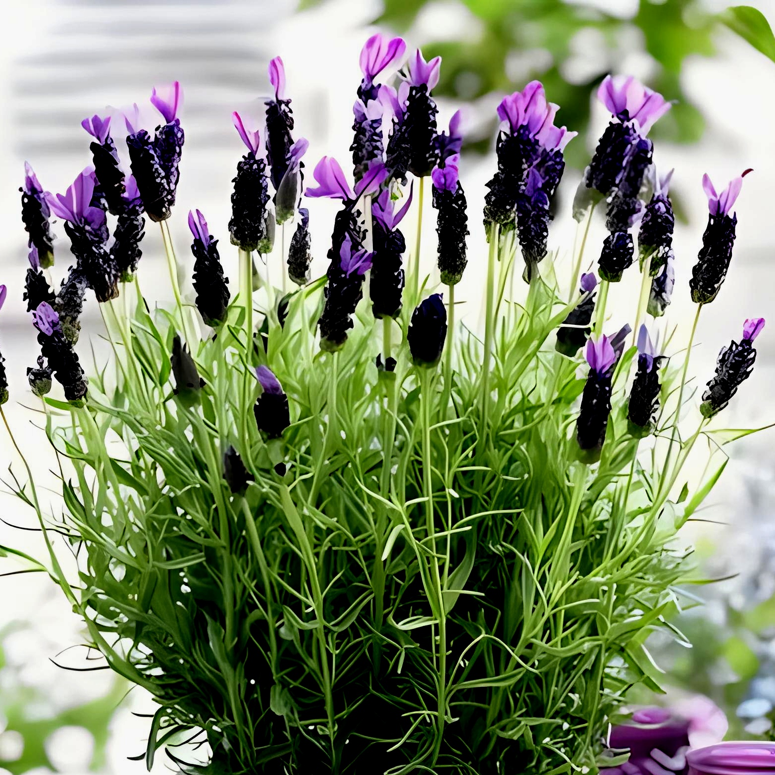 草本花卉植物《薰衣草》