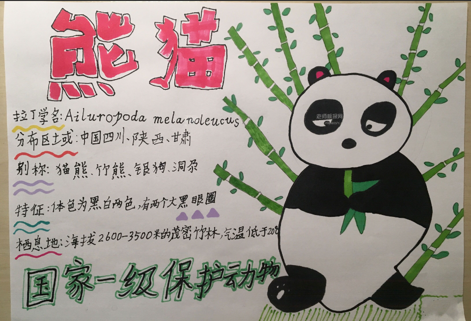 保护动物手抄报怎么画