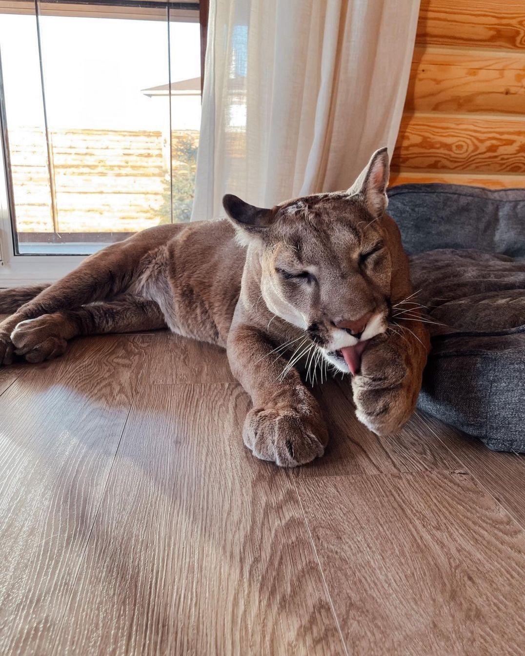 美洲豹,又称美洲虎,是猫科,豹属动物