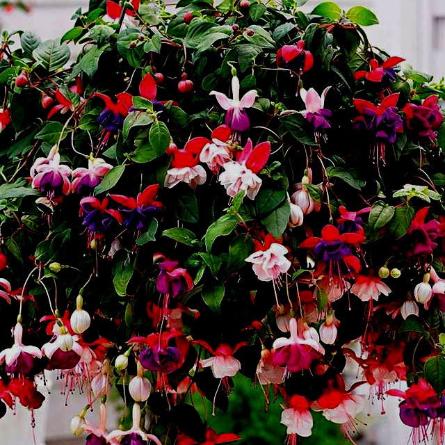 草本花卉植物《倒挂金钟》