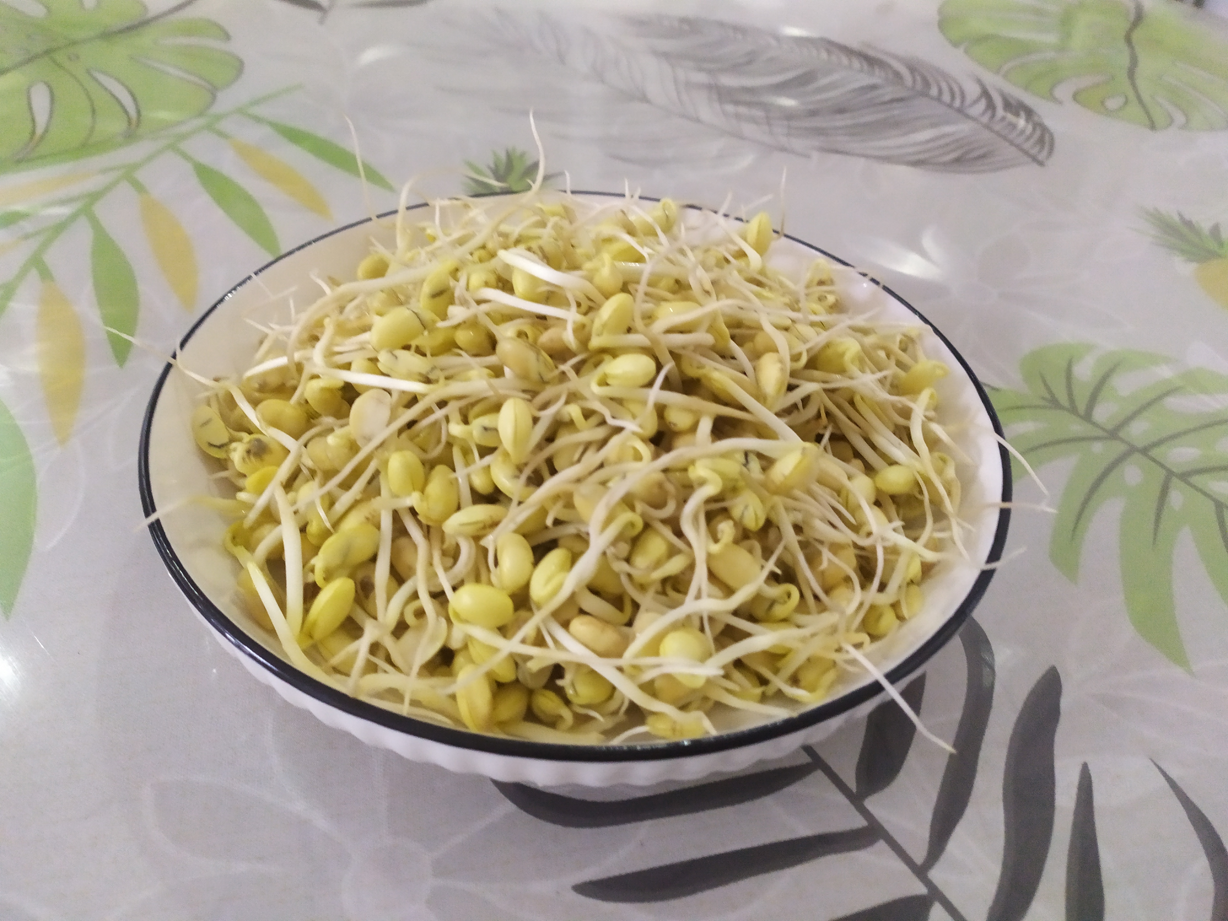 寒假生活打卡# 五年级寒假作业泡豆芽 超级简单,五年级小朋友独立