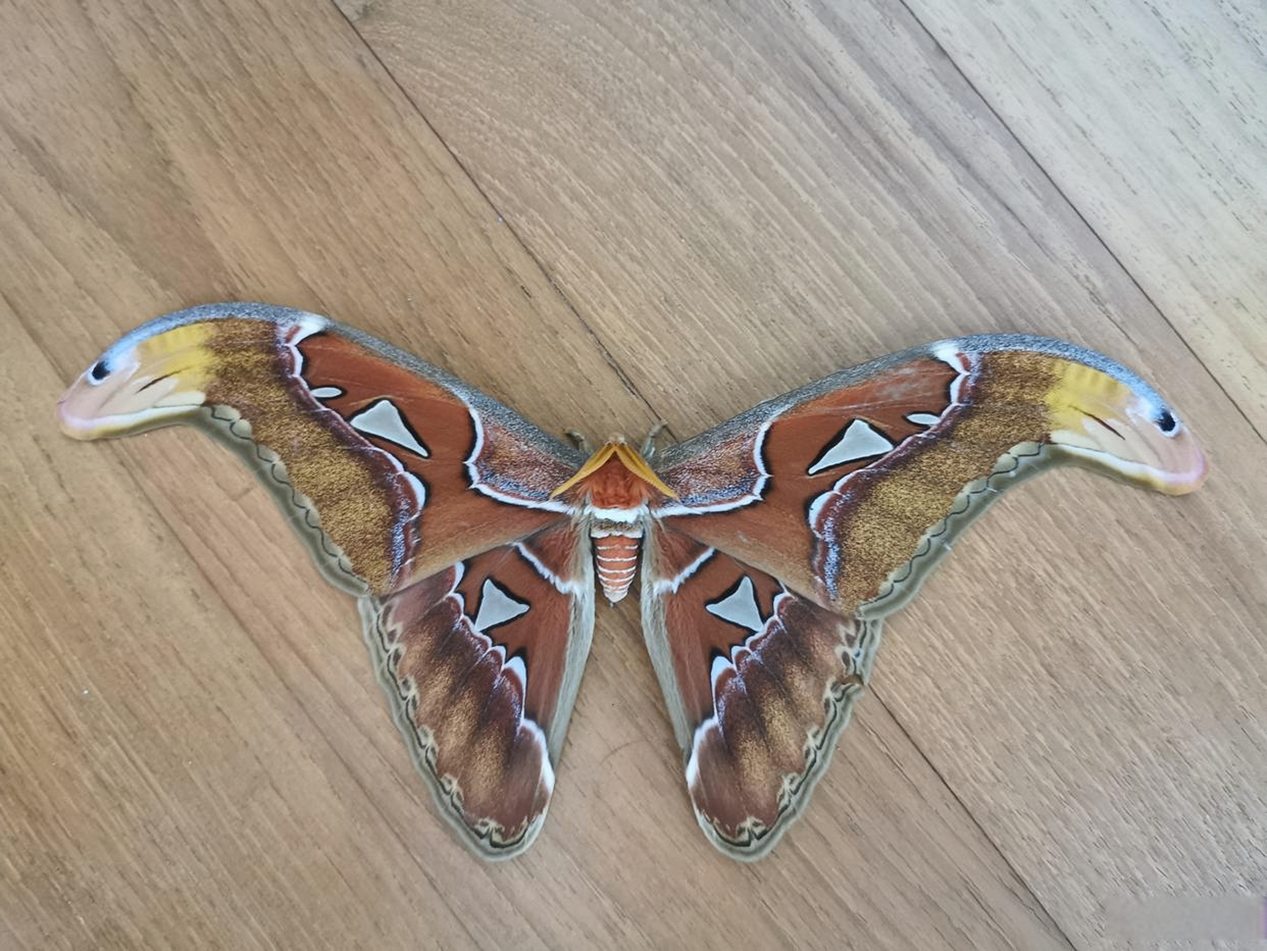 万物生灵,多姿多彩. 大自然的奇迹,让人惊叹不已