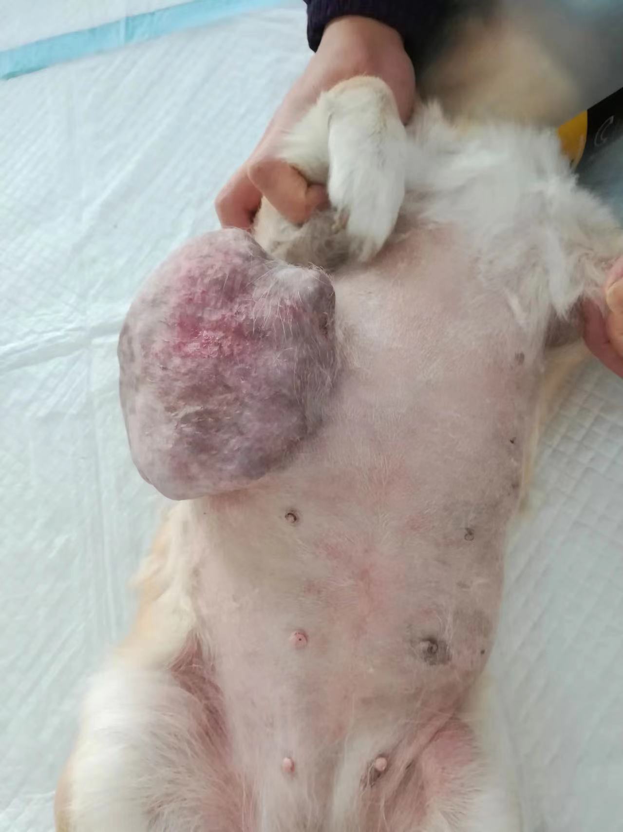 狗狗肚子上好大一颗肿瘤