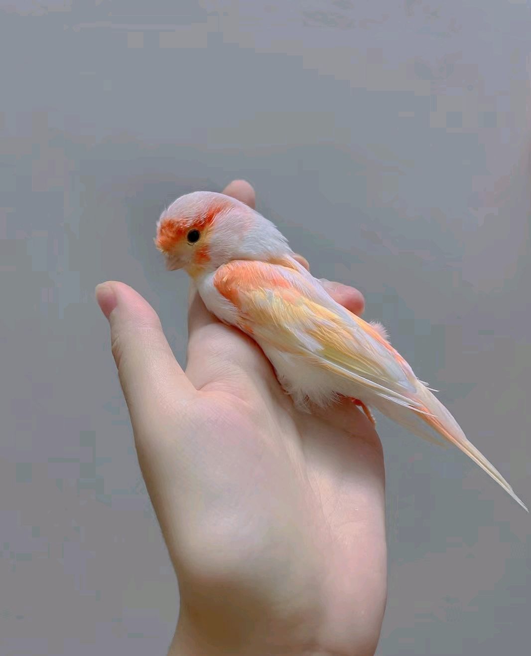 极品玉鸟该有的样子,美图欣赏