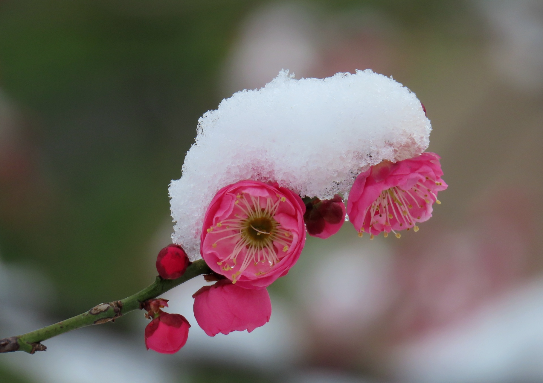 傲雪红梅  终于下了一场盼望中的大雪.