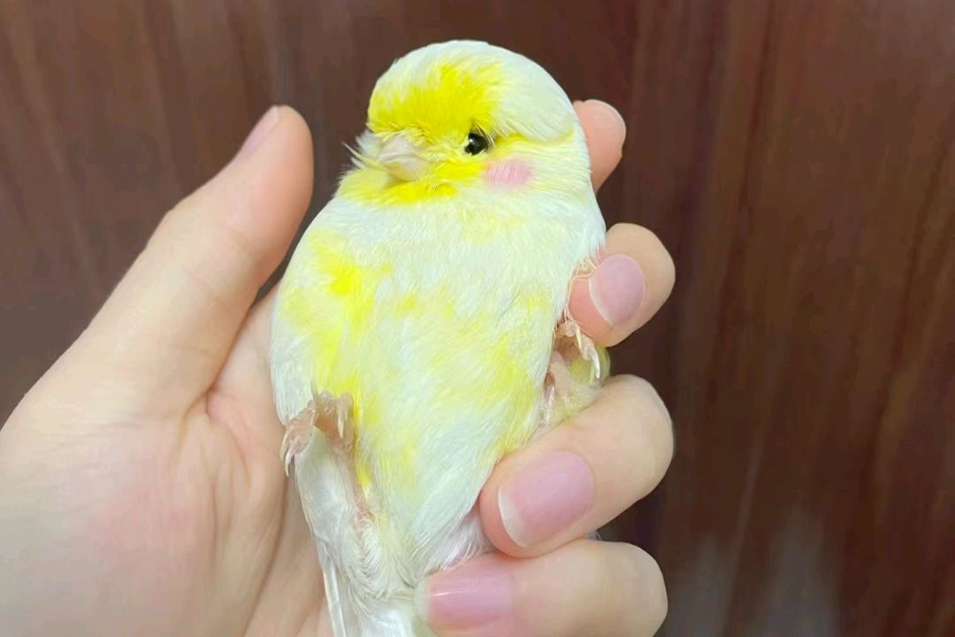 极品玉鸟该有的样子,美图欣赏