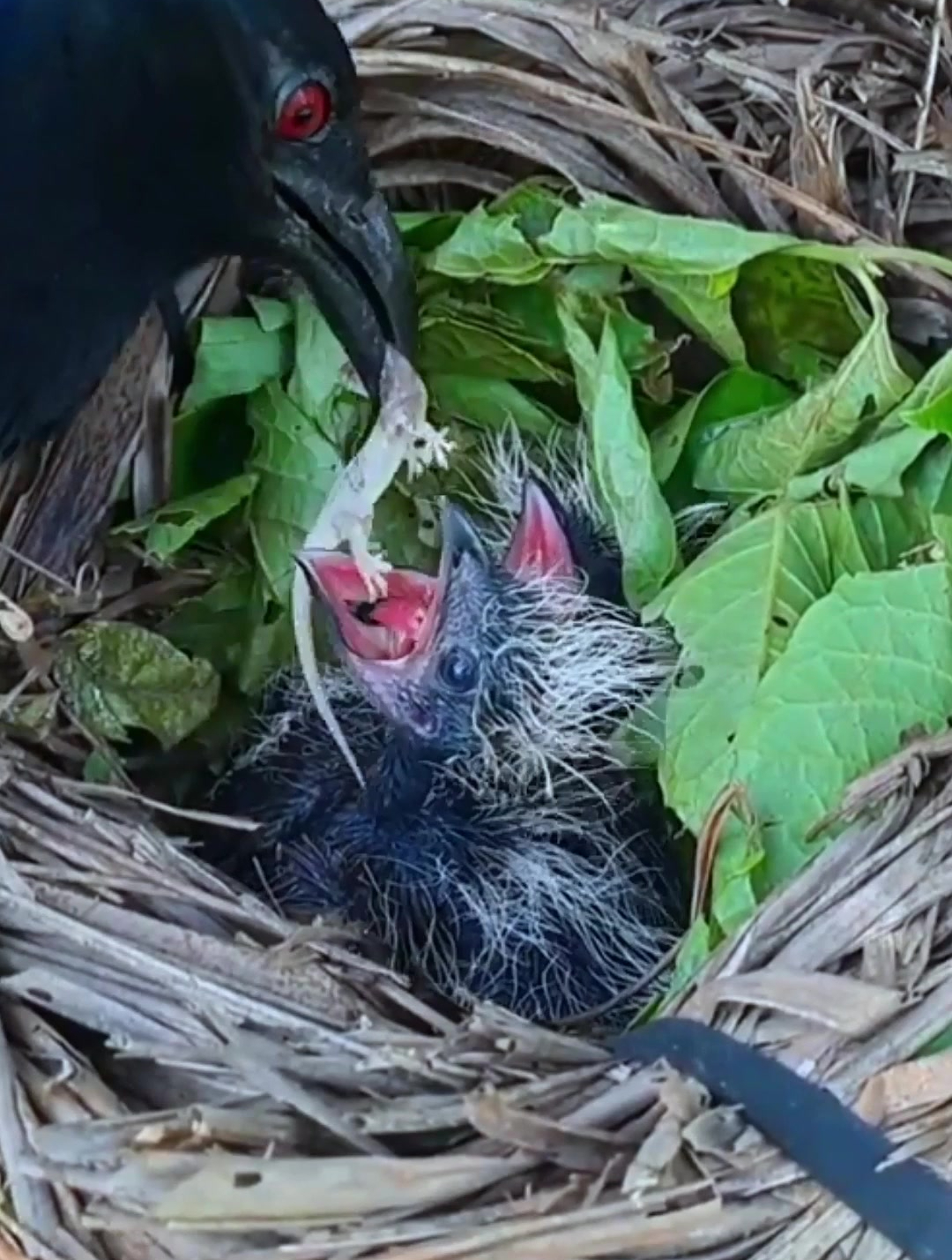 红毛鸡幼鸟吃大餐!