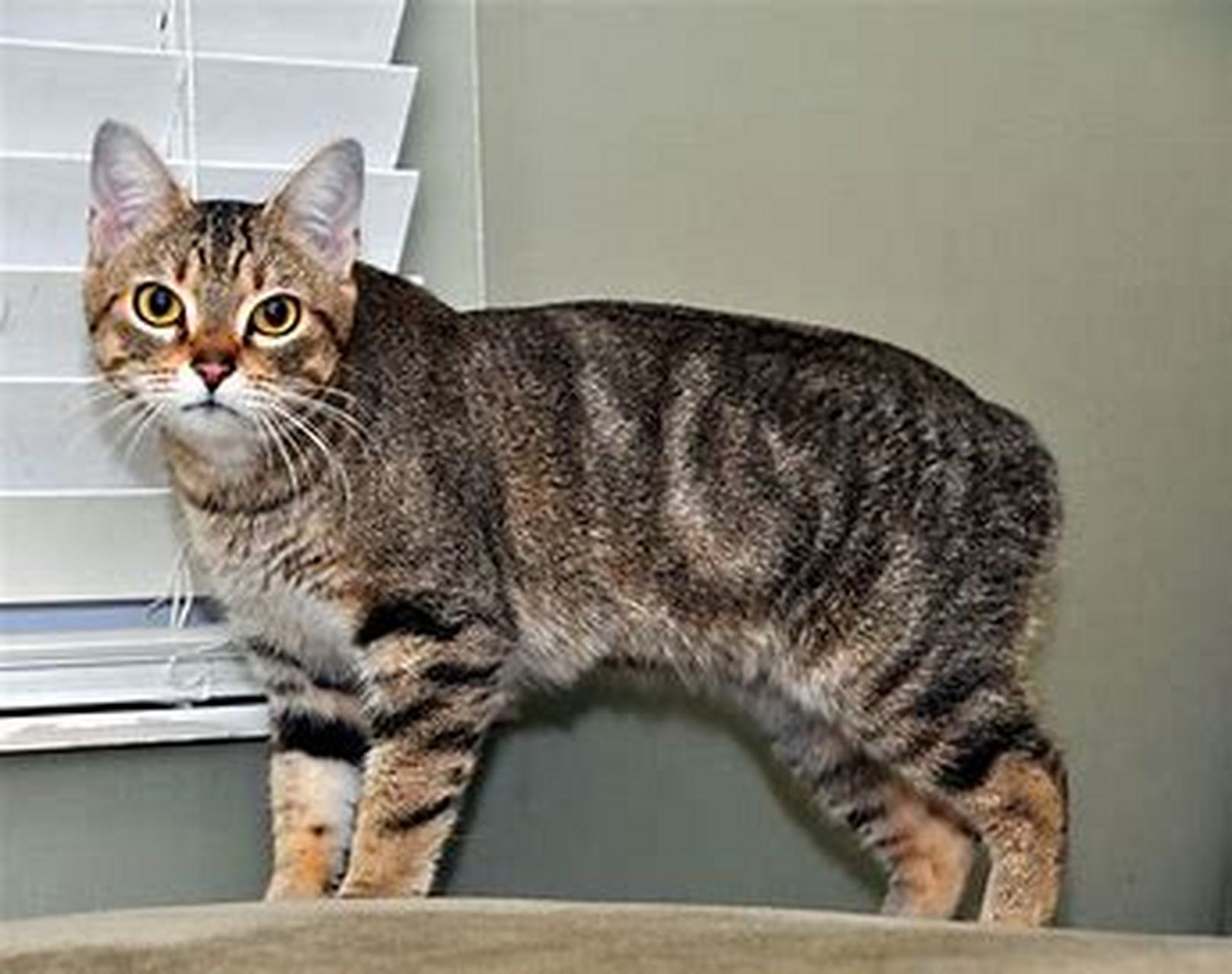 推荐你饲养的宠物猫,性格超nice:马恩岛猫 马恩岛猫是一种古老而稀有