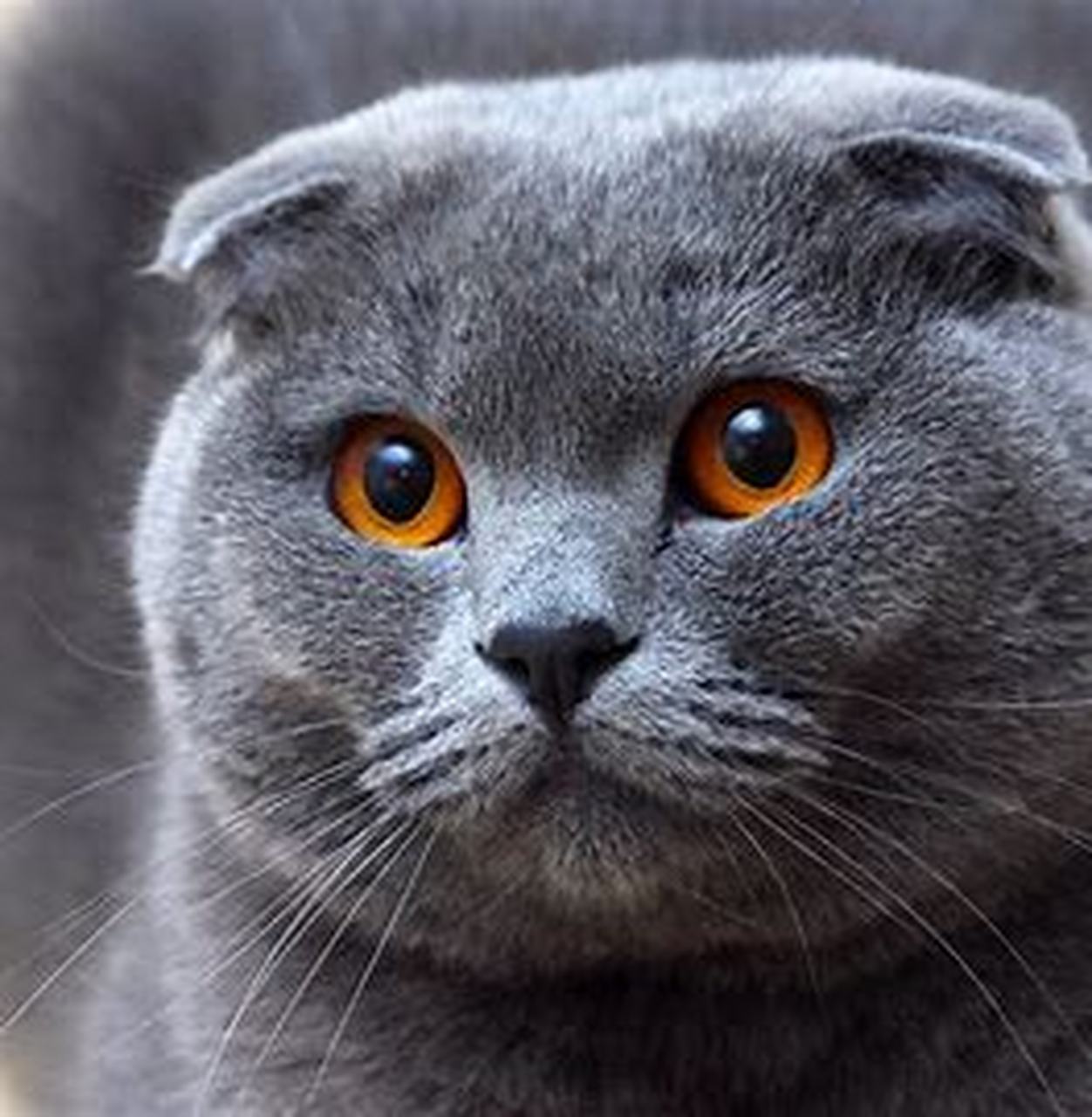 推荐你饲养的性格nice宠物猫:苏格兰折耳猫 苏格兰折耳猫是一种非常受