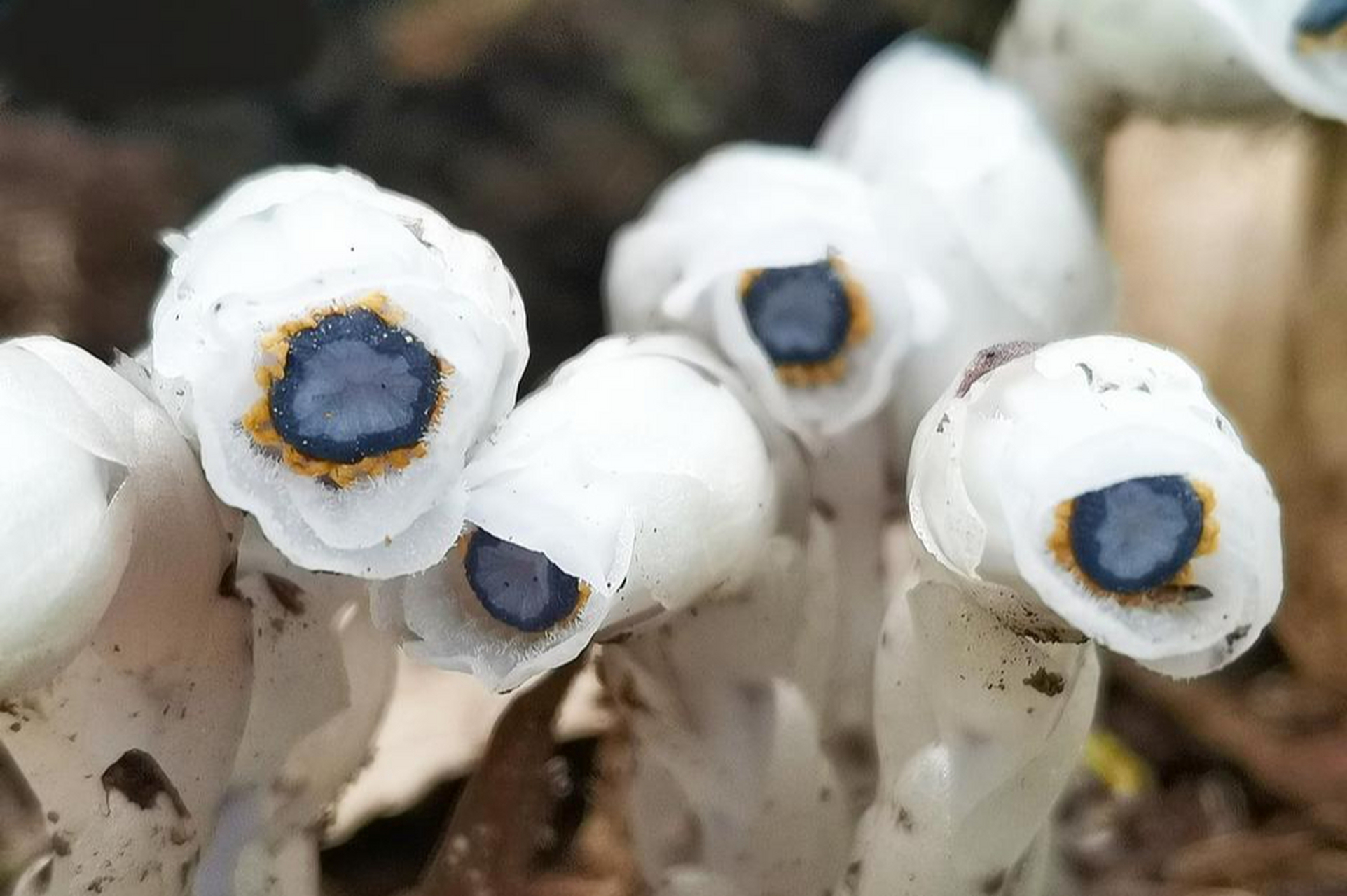 [原文:水晶兰花语