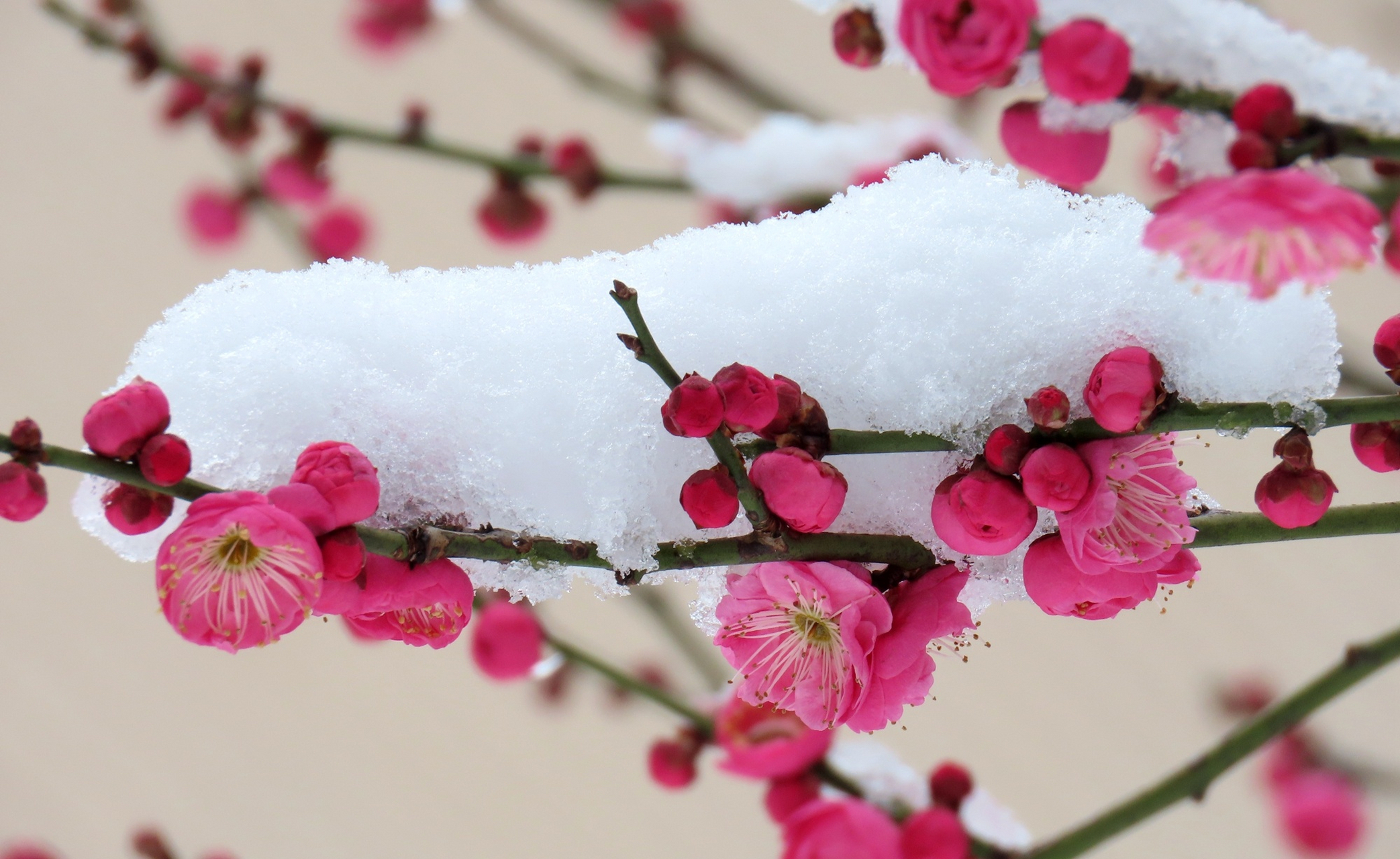 傲雪红梅简谱图片