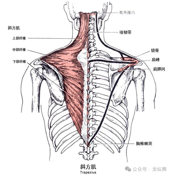 筋骨位置图片