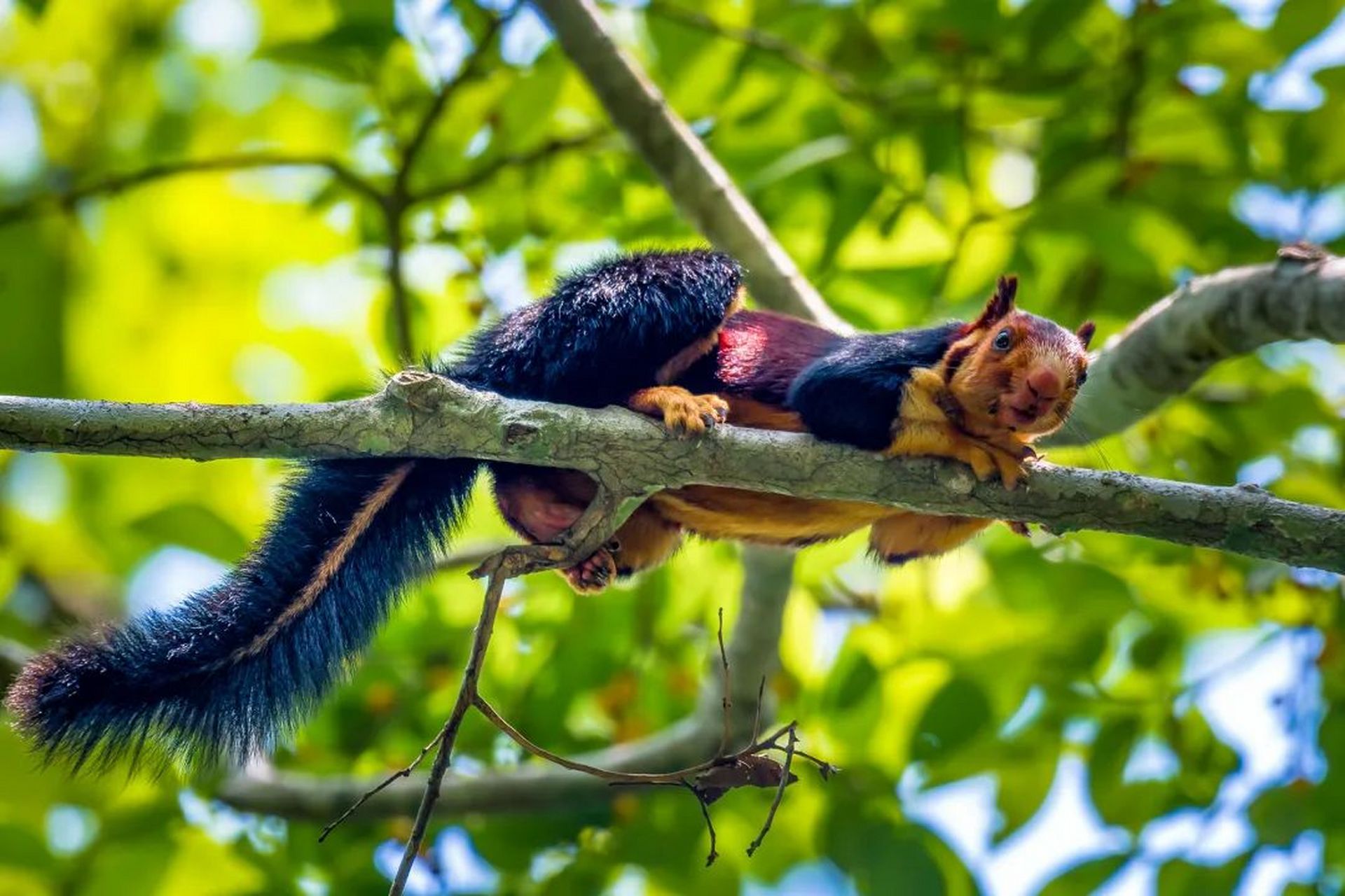 巨松鼠是国家二级保护动物,被世界自然保护联盟列为"近危"物种.