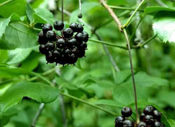 刺五加:价值与种植技术