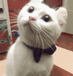 当猫咪在你面前"伸懒腰"时,一般有以下几种含义