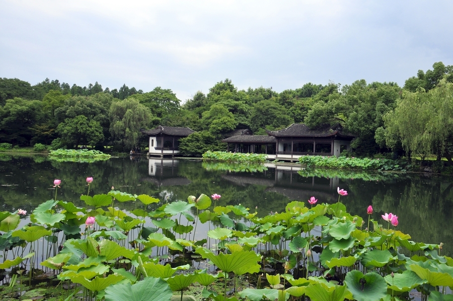 夏日仙境,曲院风荷游玩攻略,探寻荷花与古韵之美