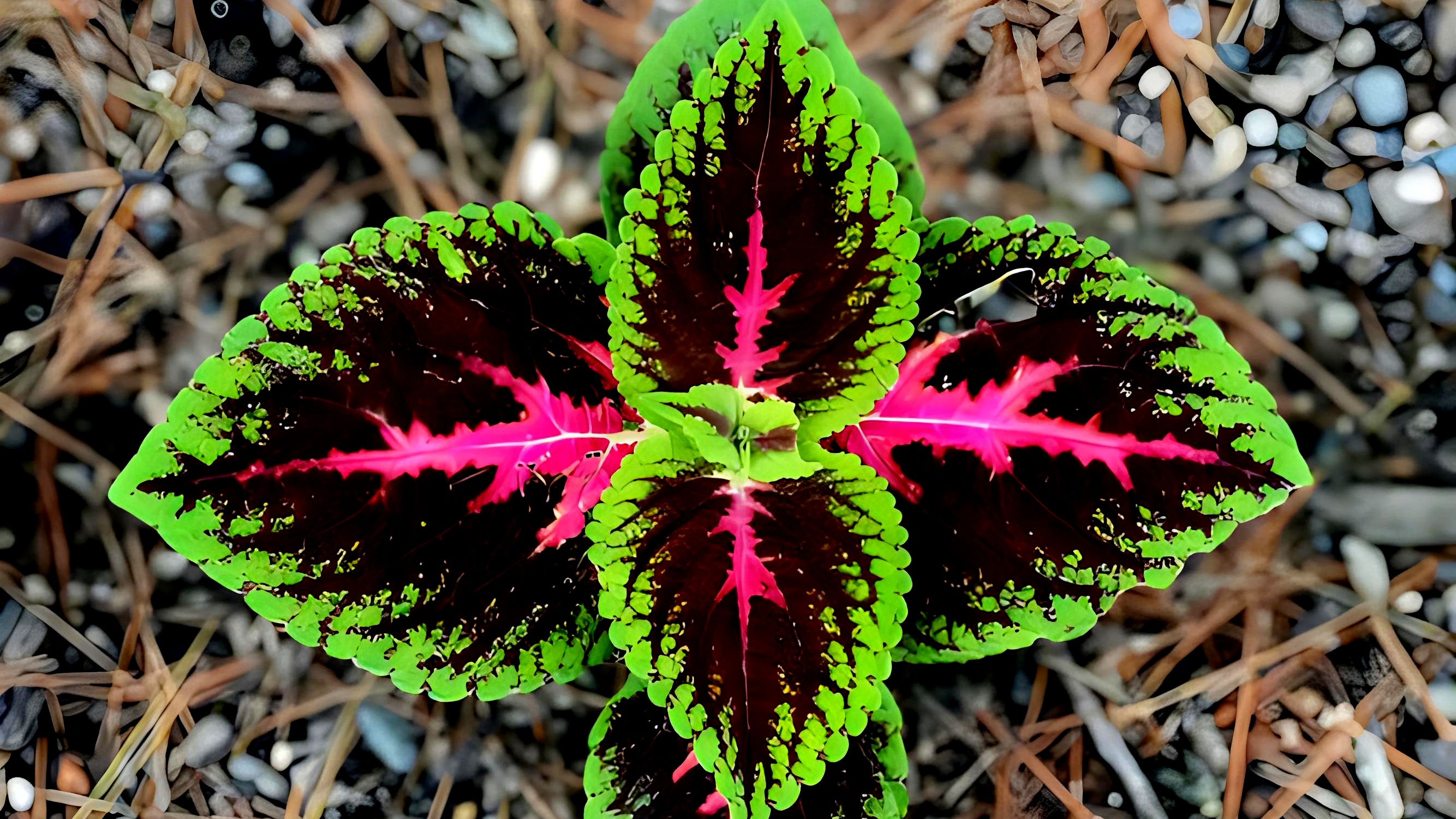 草本花卉植物《彩叶草》