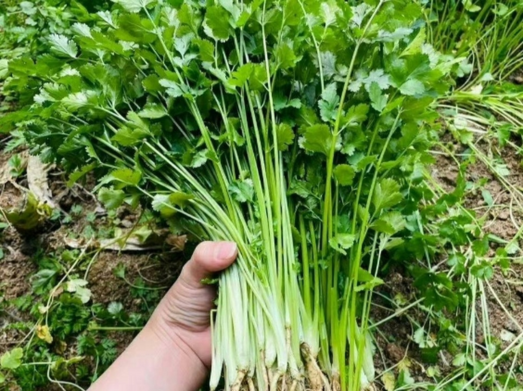 如何区分芹菜和香菜呢?