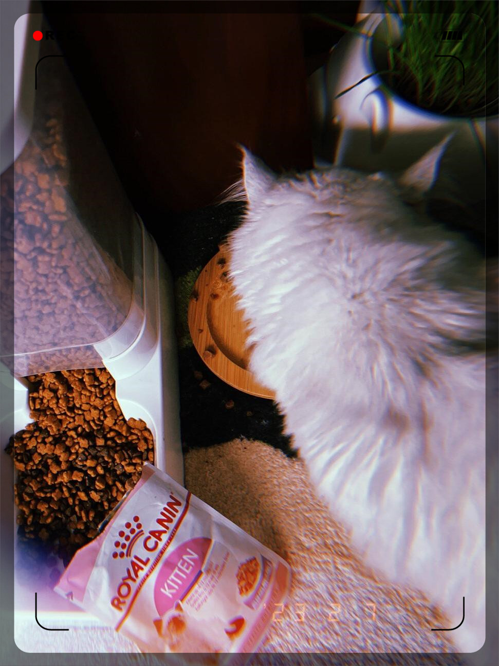 猫为什么不粘人