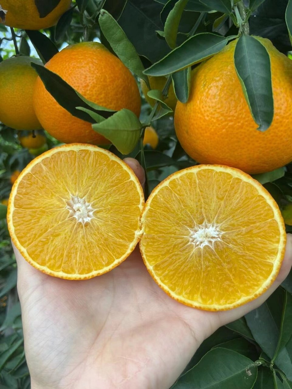 "柑橘皇后"—— 爱媛果冻橙 它来了 爱媛果冻橙,原名爱媛38号柑橘,为
