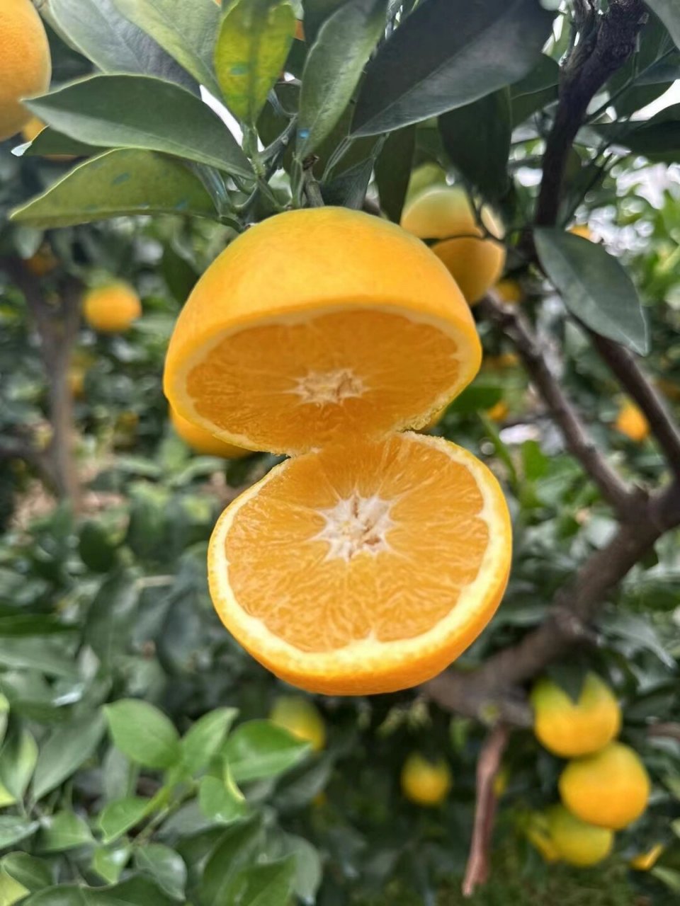 果园 正宗赣南脐橙,现摘现坚持自然生长无催熟, 最新鲜的江西赣南脐橙