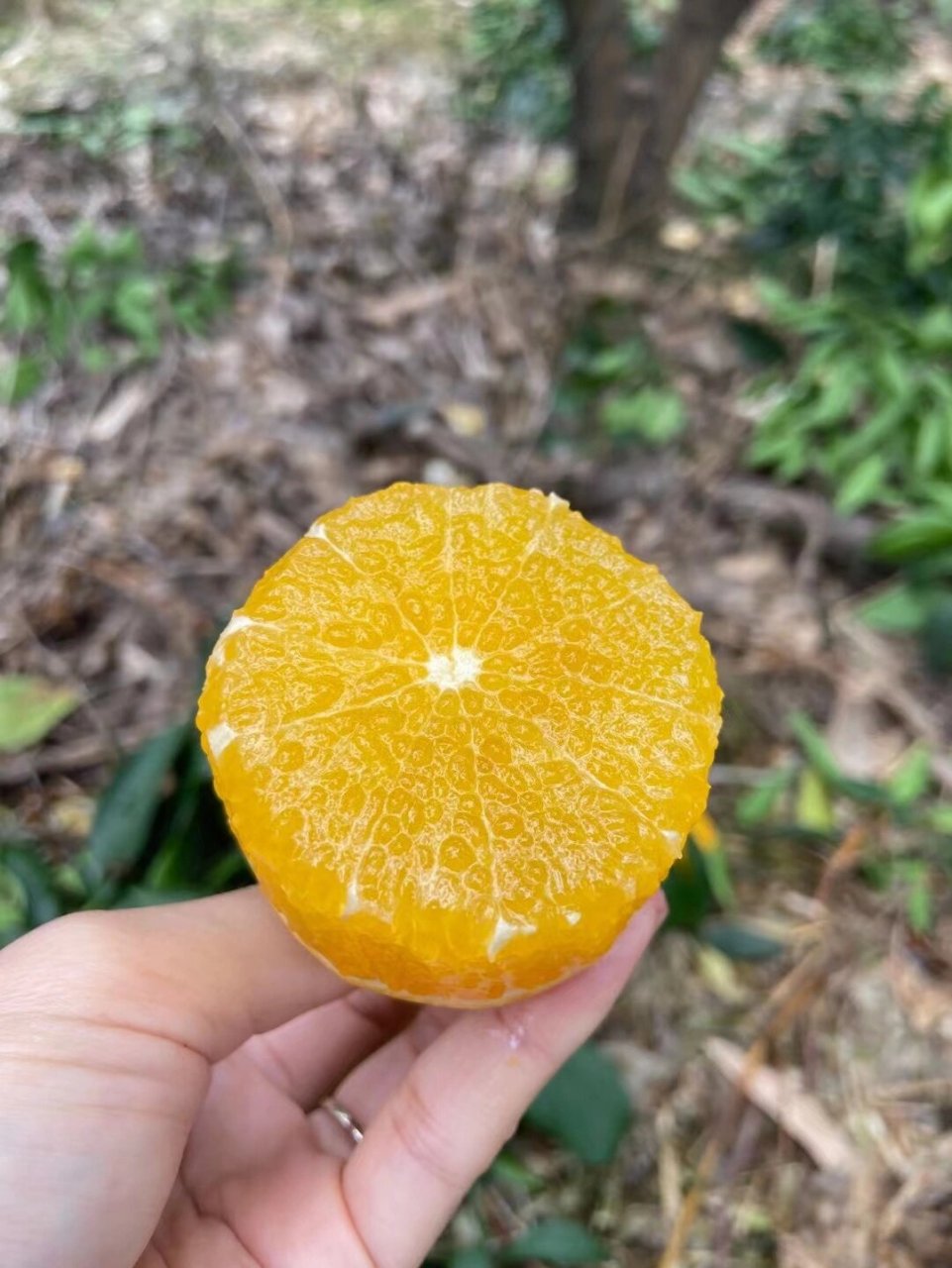 "柑橘皇后"—— 爱媛果冻橙 它来了 爱媛果冻橙,原名爱媛38号柑橘,为