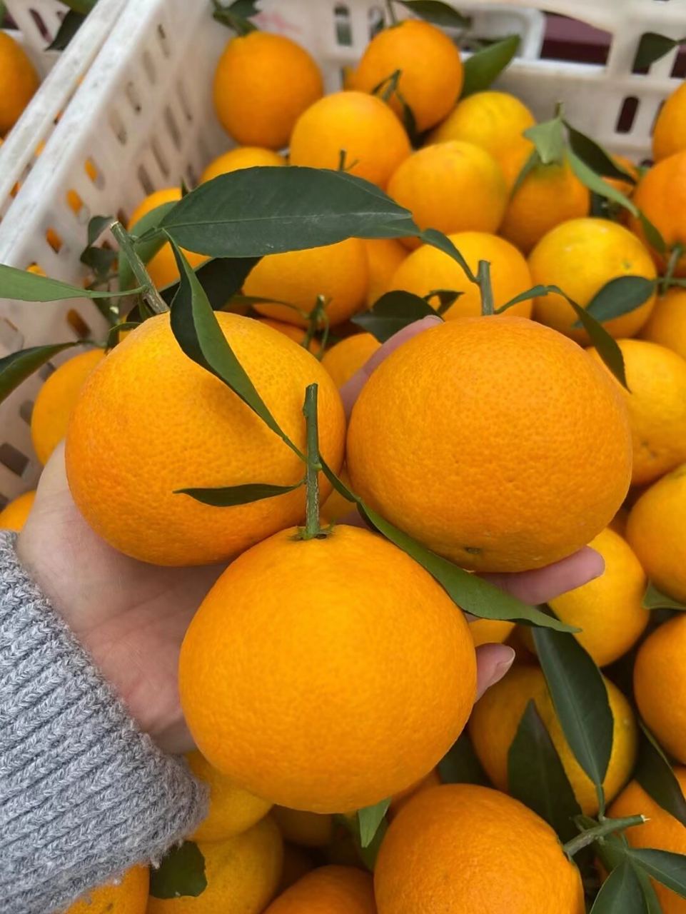 "柑橘皇后"—— 爱媛果冻橙 它来了 爱媛果冻橙,原名爱媛38号柑橘,为
