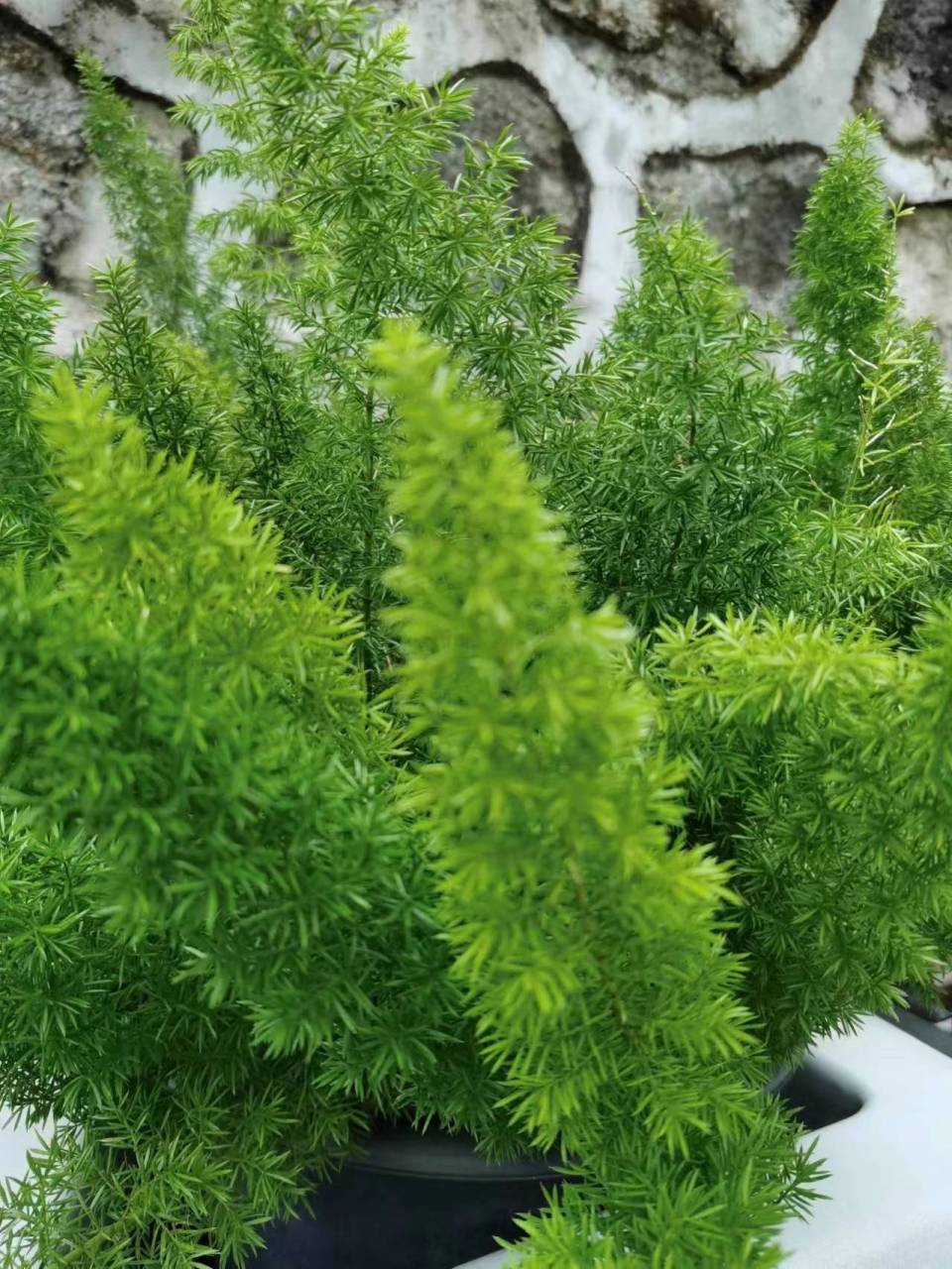 狐尾天门冬,百合科,天门冬属植物,非洲天门冬的一种.