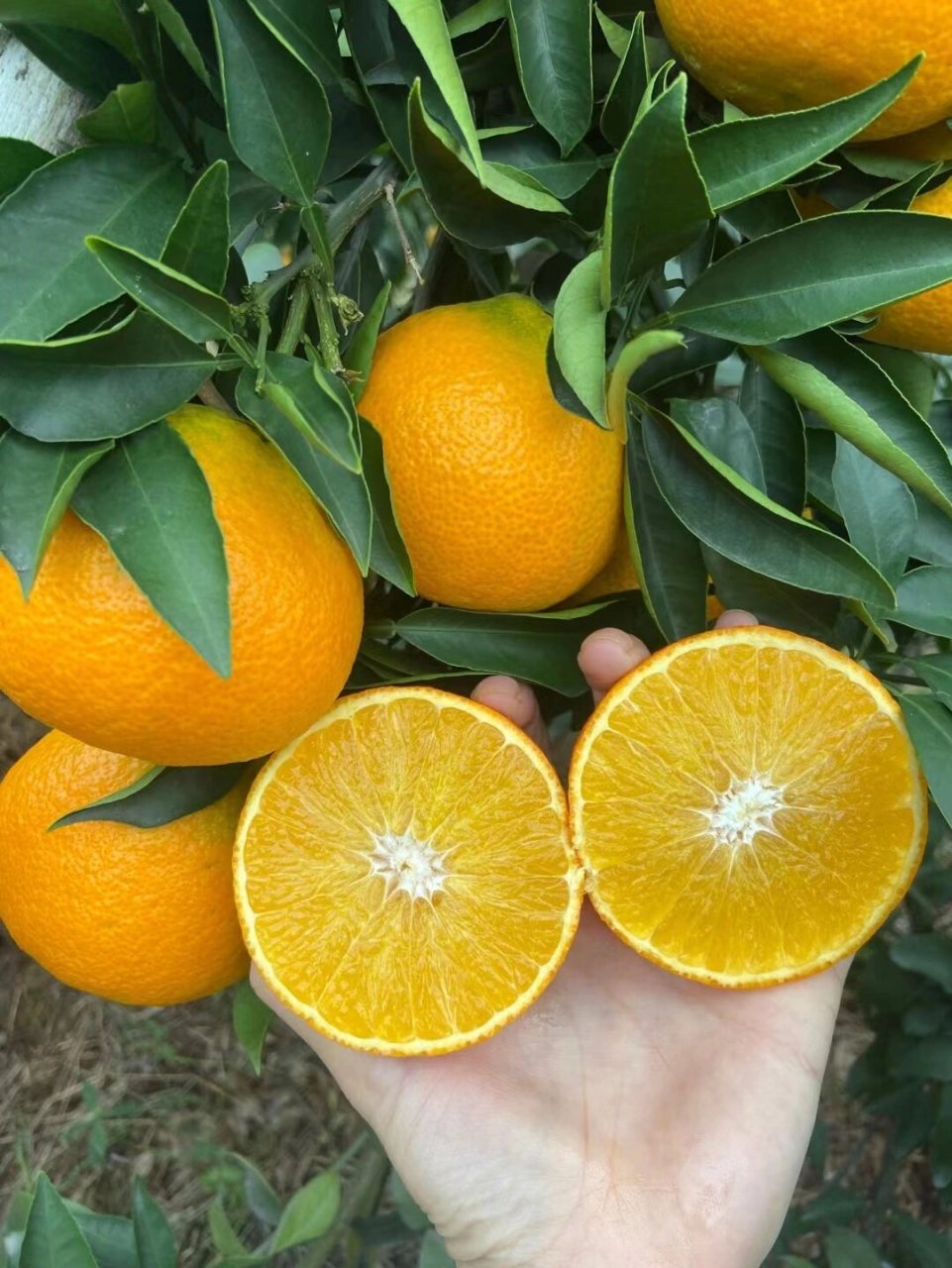 "柑橘皇后"—— 爱媛果冻橙 它来了 爱媛果冻橙,原名爱媛38号柑橘,为