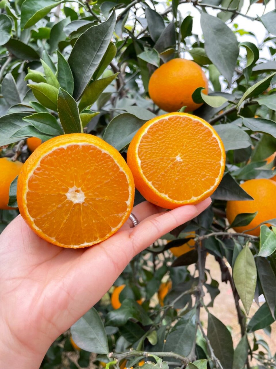 柑橘皇后—爱媛橙此时口感正值巅峰 最适合三五口之家日常水果摄入