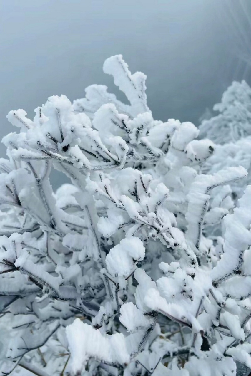 连山金子山看雪图片