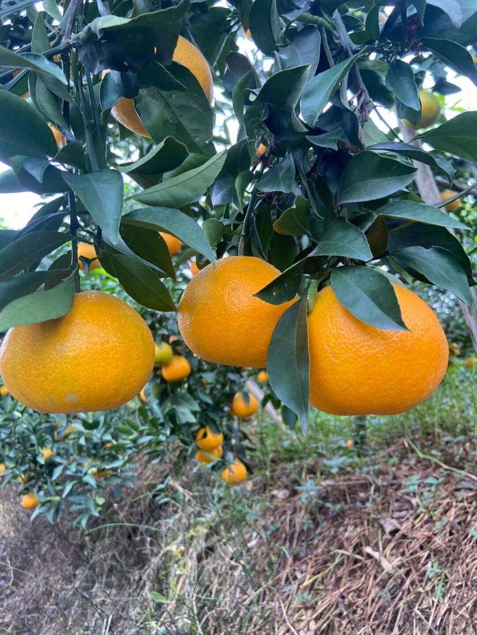 "柑橘皇后"—— 爱媛果冻橙 它来了 爱媛果冻橙,原名爱媛38号柑橘,为