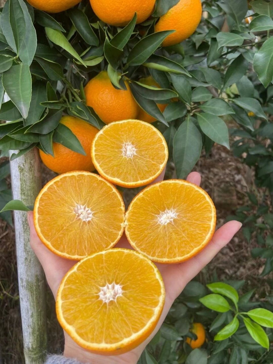 "柑橘皇后"—— 爱媛果冻橙 它来了 爱媛果冻橙,原名爱媛38号柑橘,为