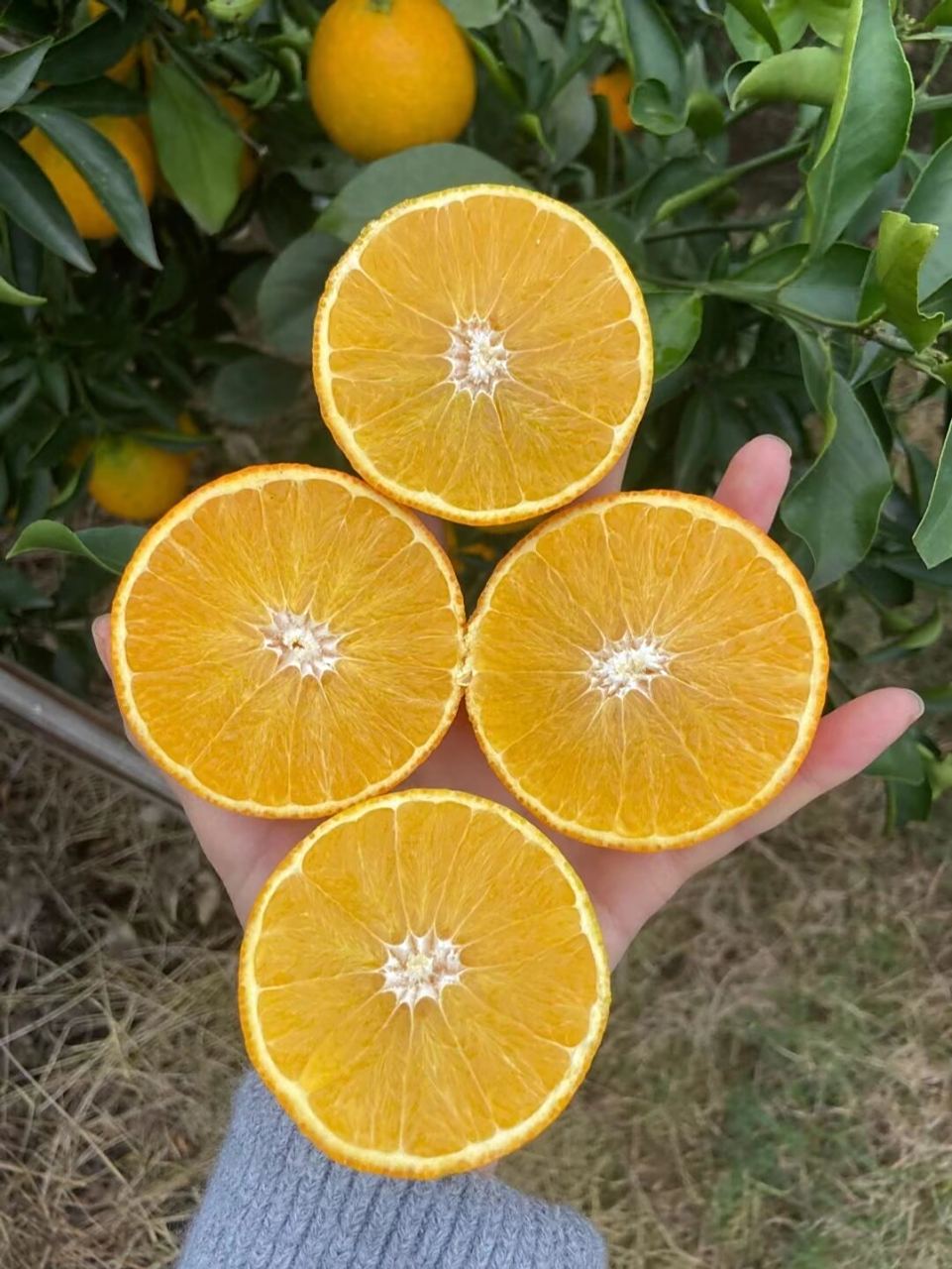 "柑橘皇后"—— 爱媛果冻橙 它来了 爱媛果冻橙,原名爱媛38号柑橘,为