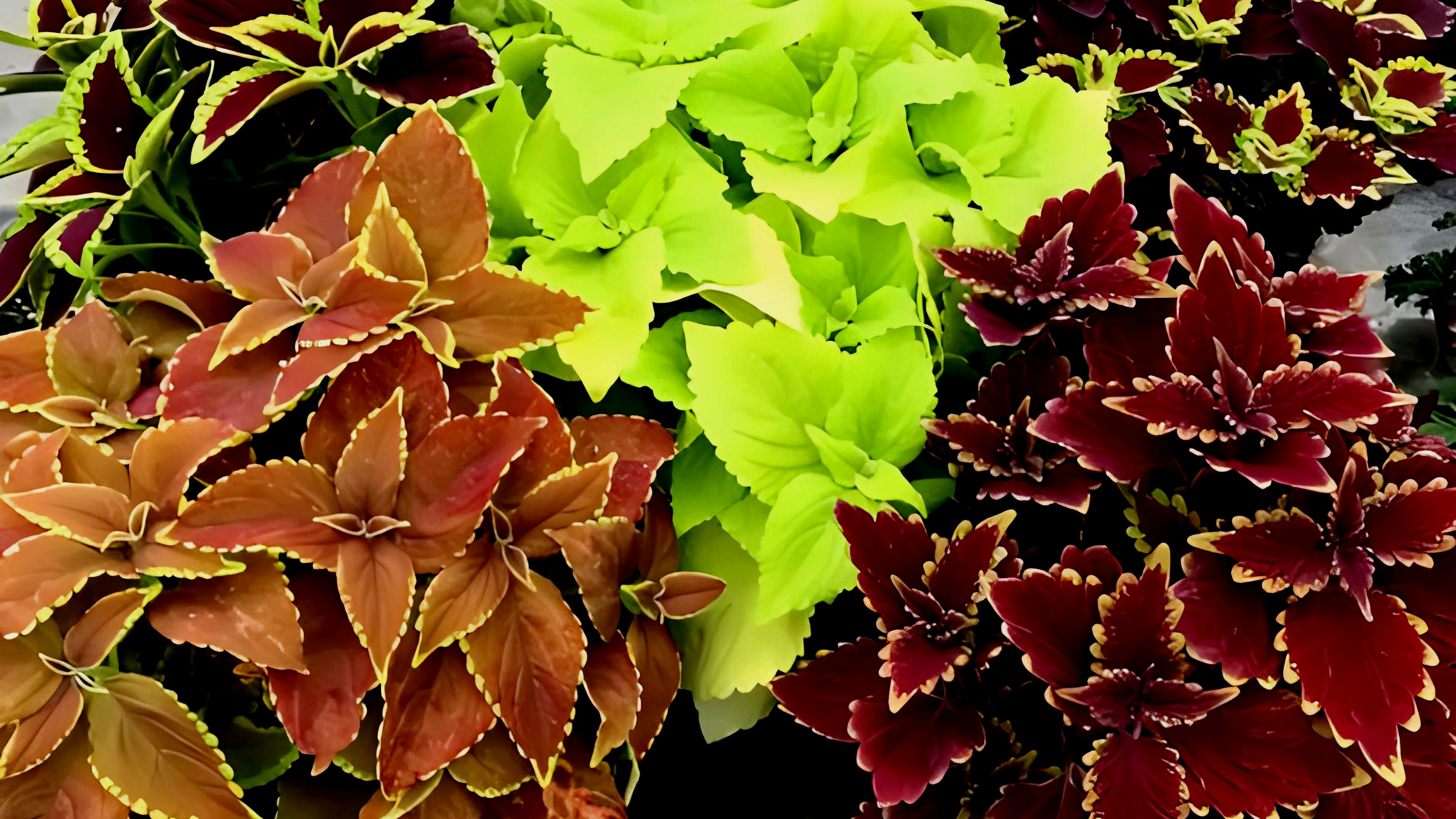 草本花卉植物《彩叶草》