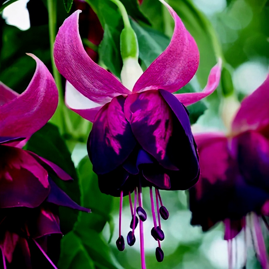 草本花卉植物《倒挂金钟》