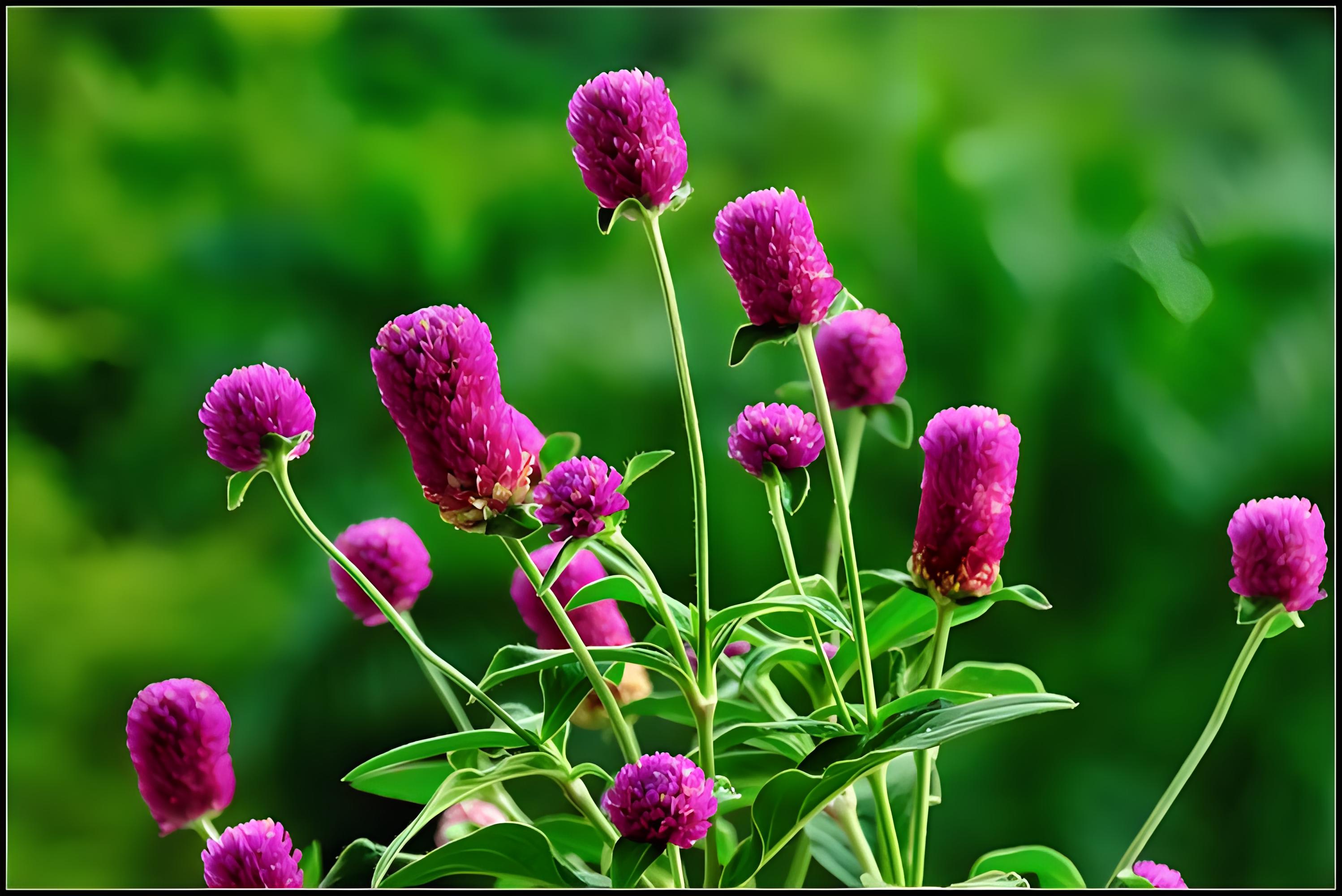 千日红:永不凋零的惊艳之花,多彩品种点亮四季之美