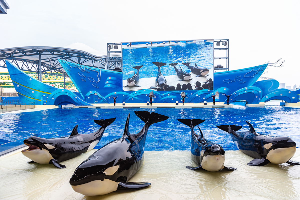 上海海洋水族馆和海昌海洋公园哪个好