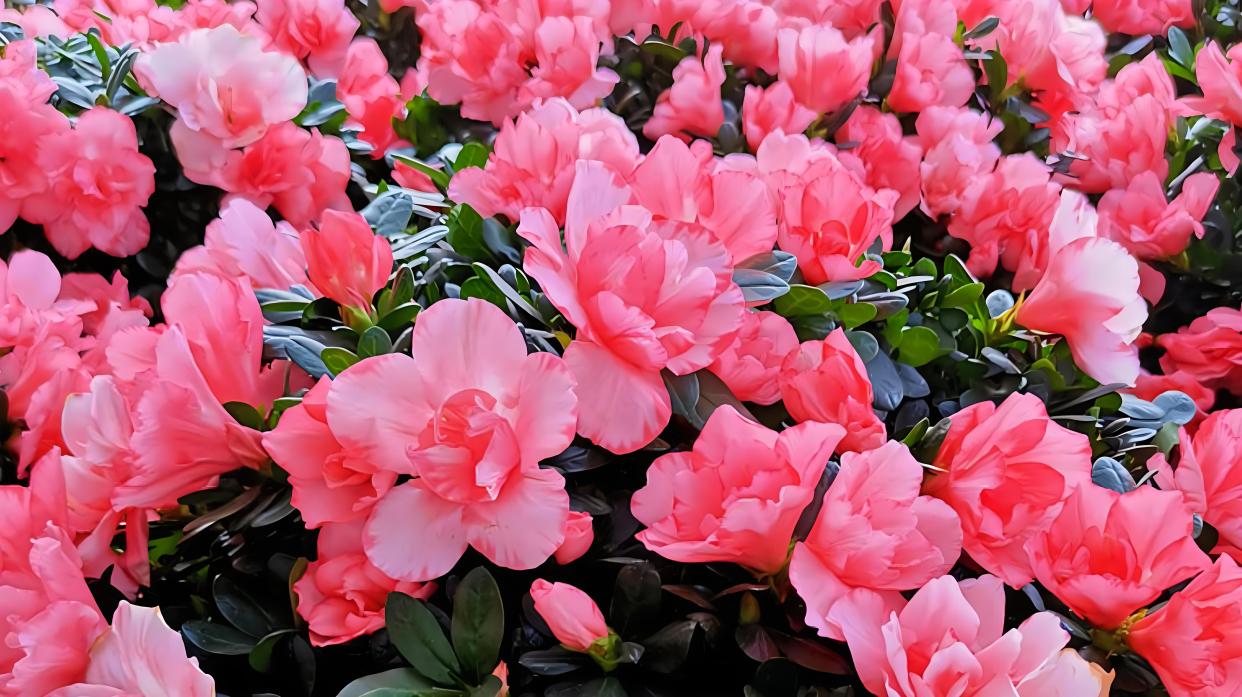 冬天有什么花卉开花?不止寒梅,还有这些花儿在绽放