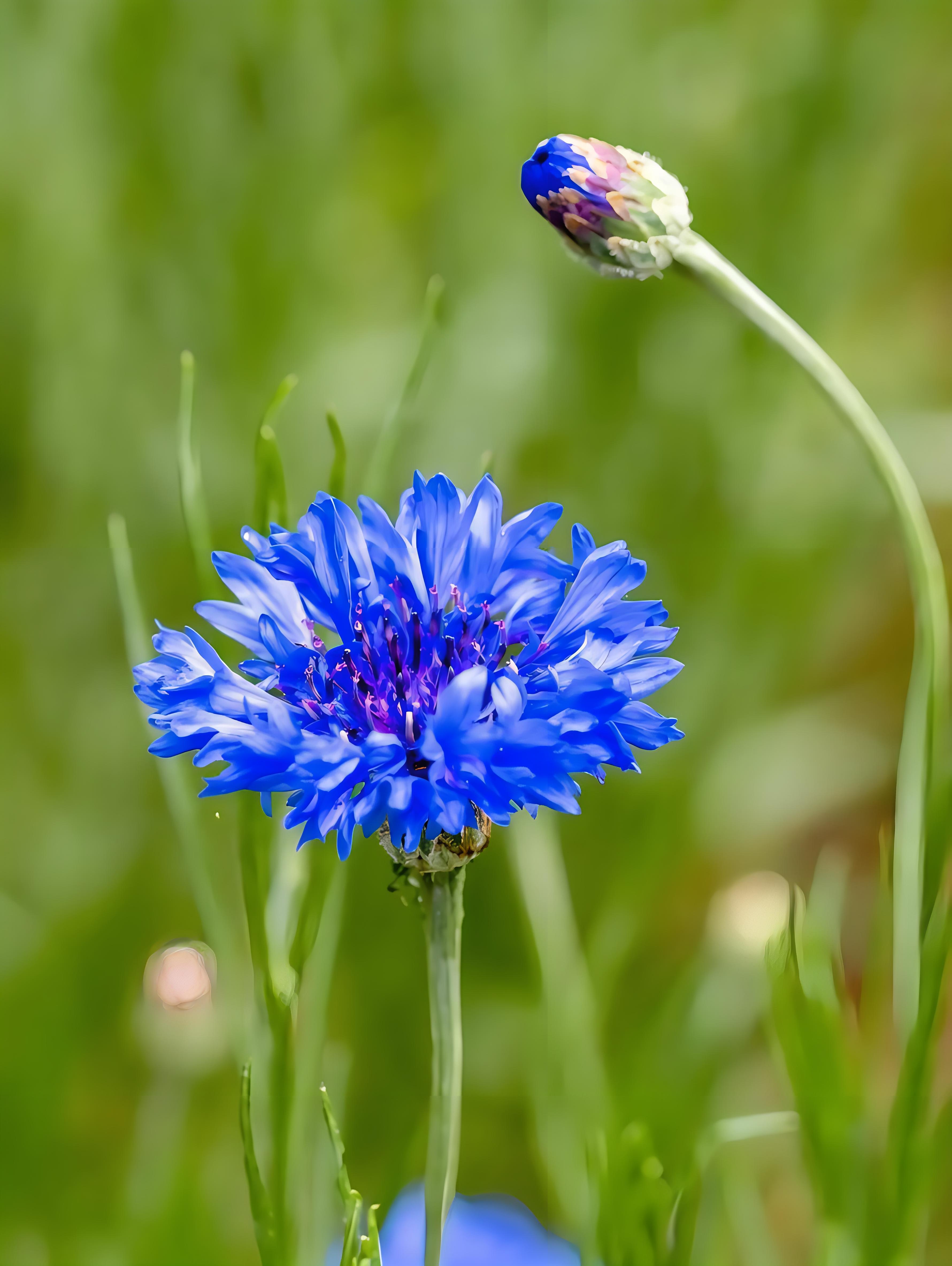 矢车菊:源自欧洲的蓝宝石,花色繁多点亮园林之美