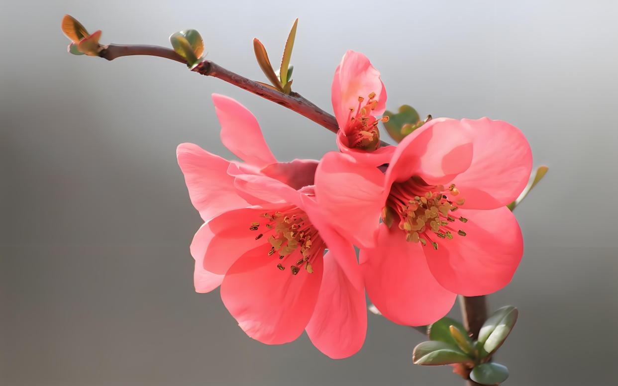 冬天有什么花卉开花?不止寒梅,还有这些花儿在绽放