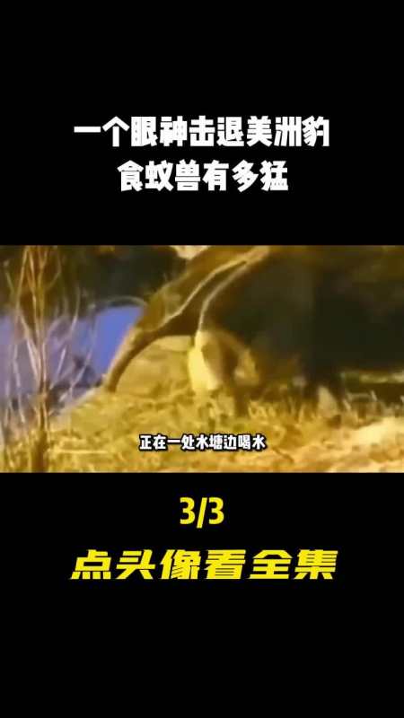 一个眼神就能击退美洲豹一天吃掉三万只蚂蚁1