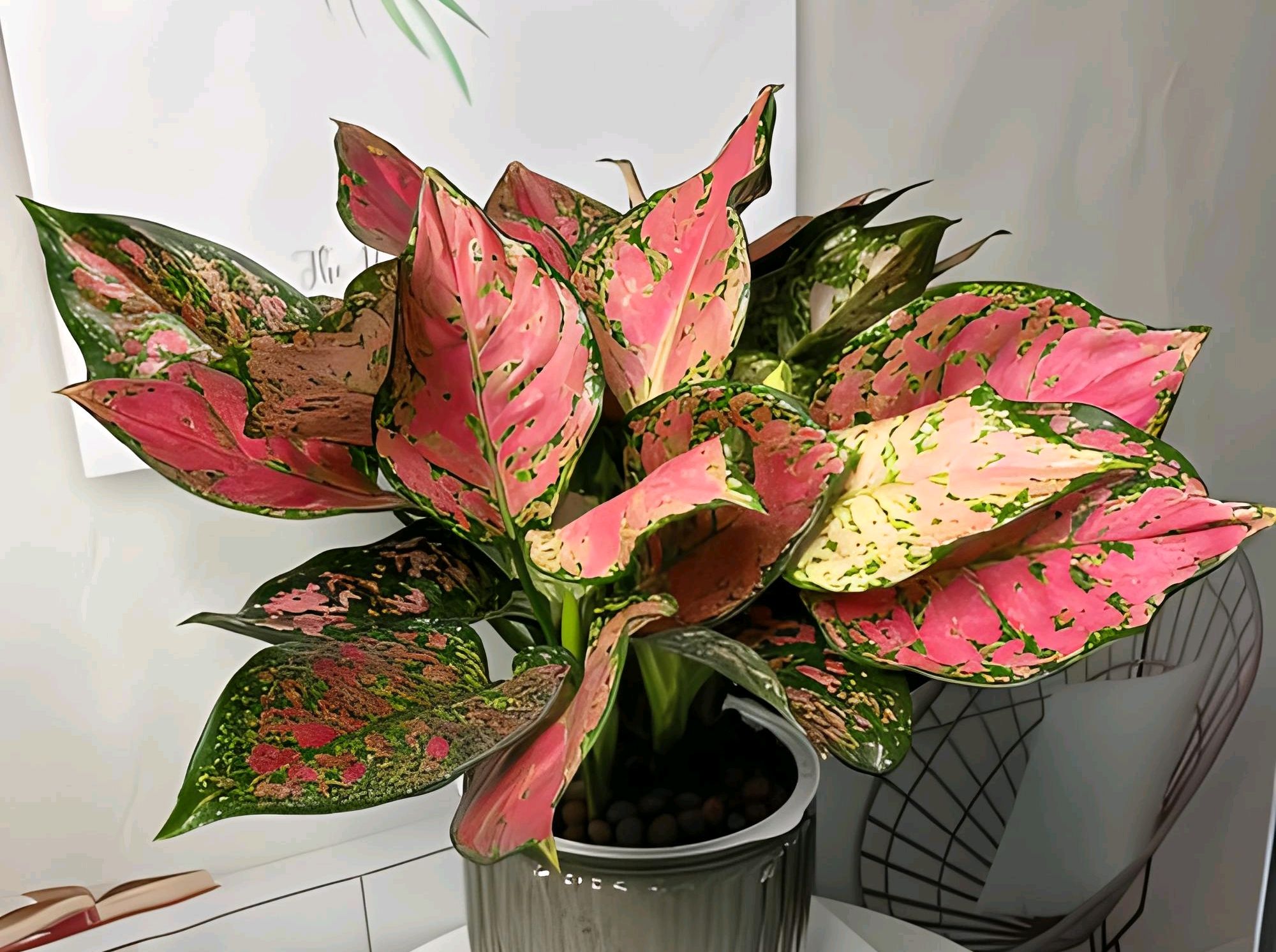 如意皇后花的养护方法