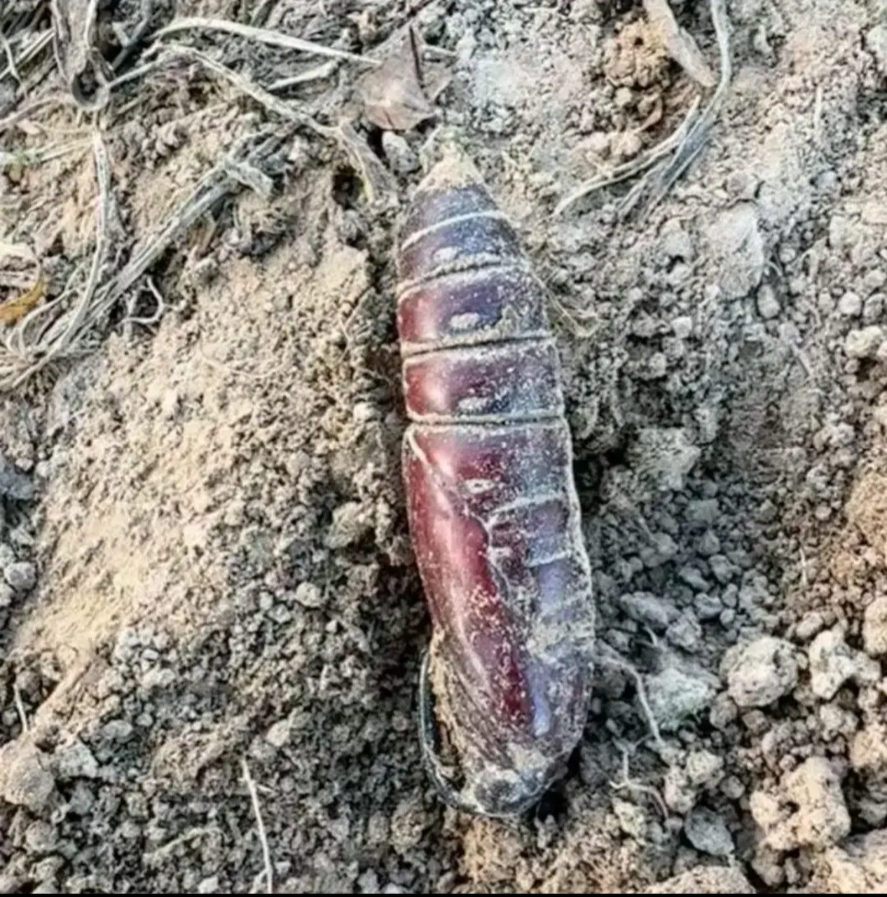 这种虫子在我们老家叫"东南西北",是豆虫的蛹,秋收豆子地,地瓜地里